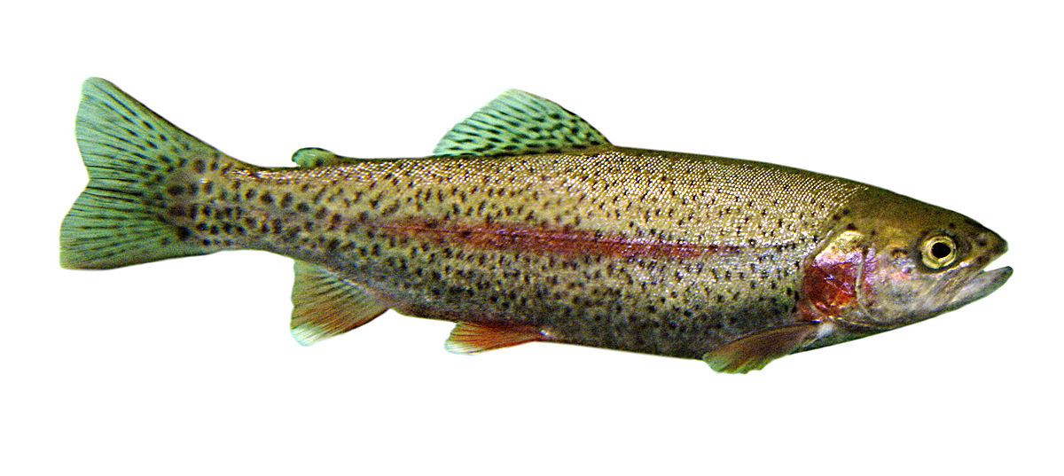 1200px-Trout